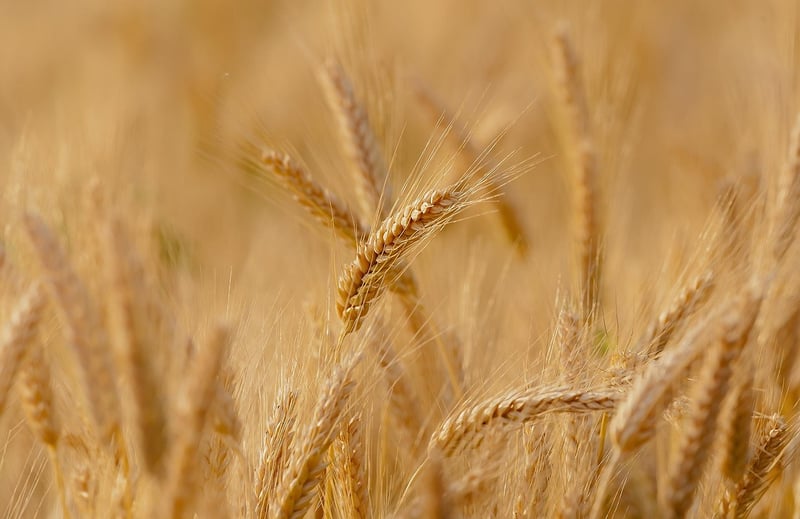 Sustainable Agriculture